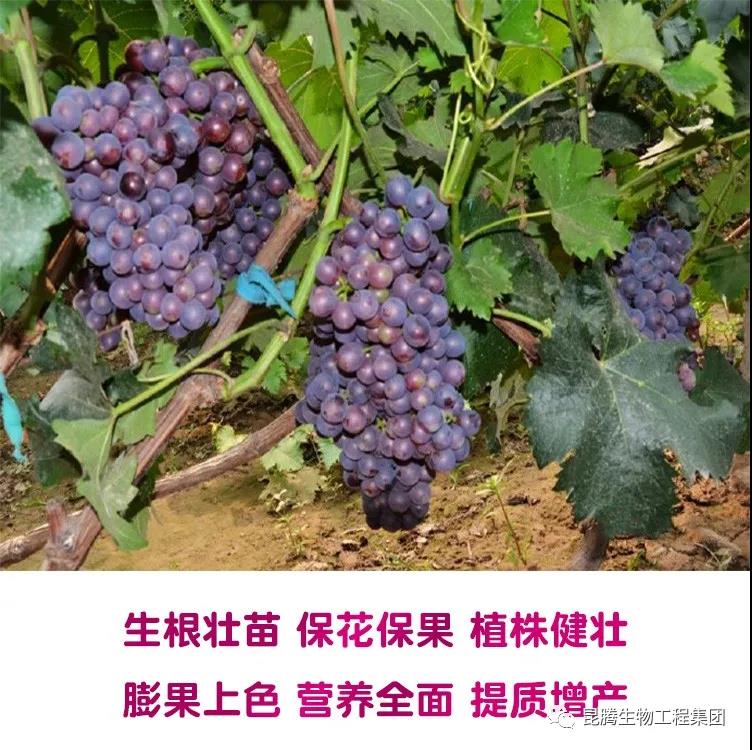 復合微生物菌劑廠家直銷